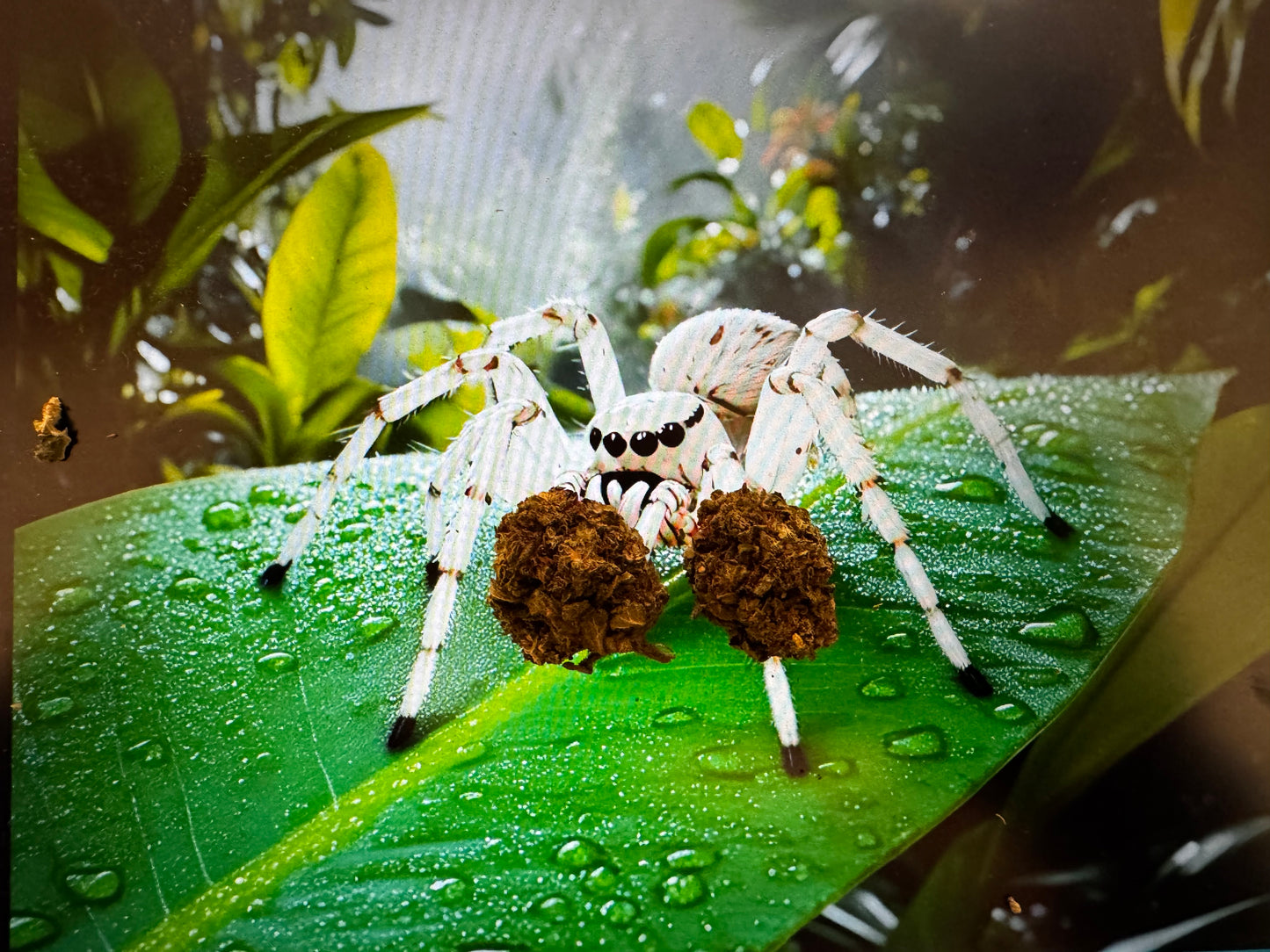 White Widow 15% CBD 1g - (<0,2%THC)